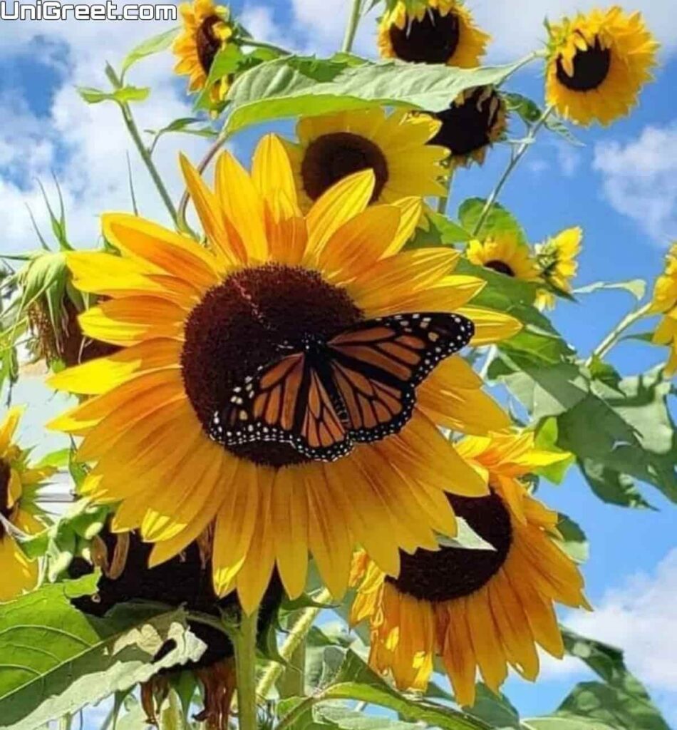 sunflower butterfly wallpaper