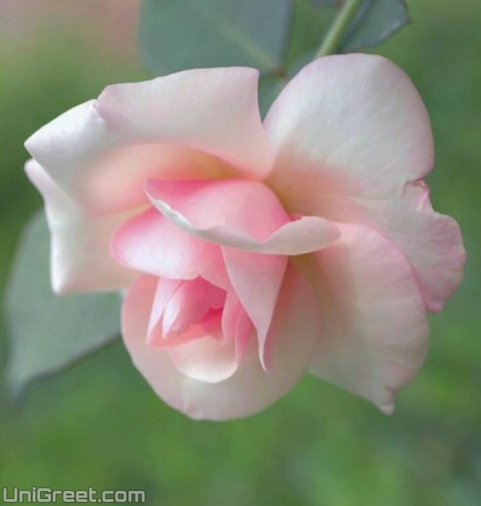 whatsapp dp rose flower photos