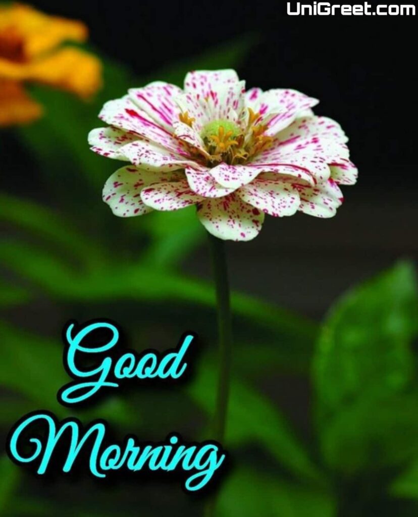 High quality Good Morning Images new style
