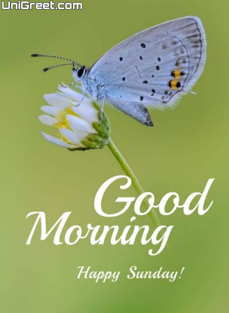 Good morning happy sunday beautiful image Good morning happy sunday beautiful image