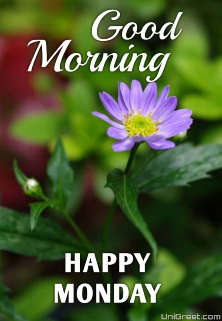 Good morning happy monday flowers