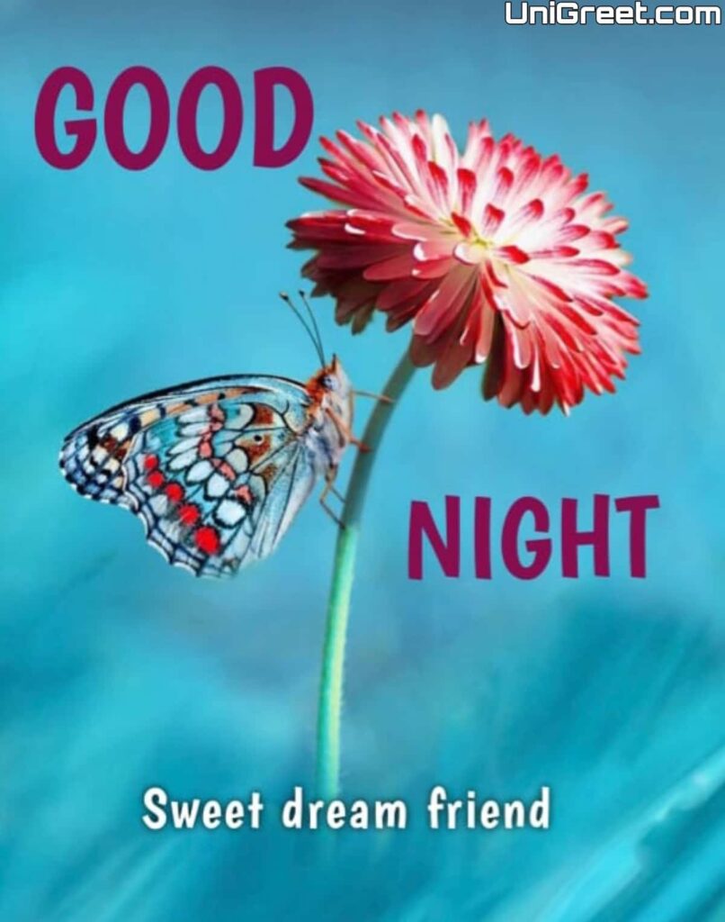 beautiful good night flowers butterfly photo