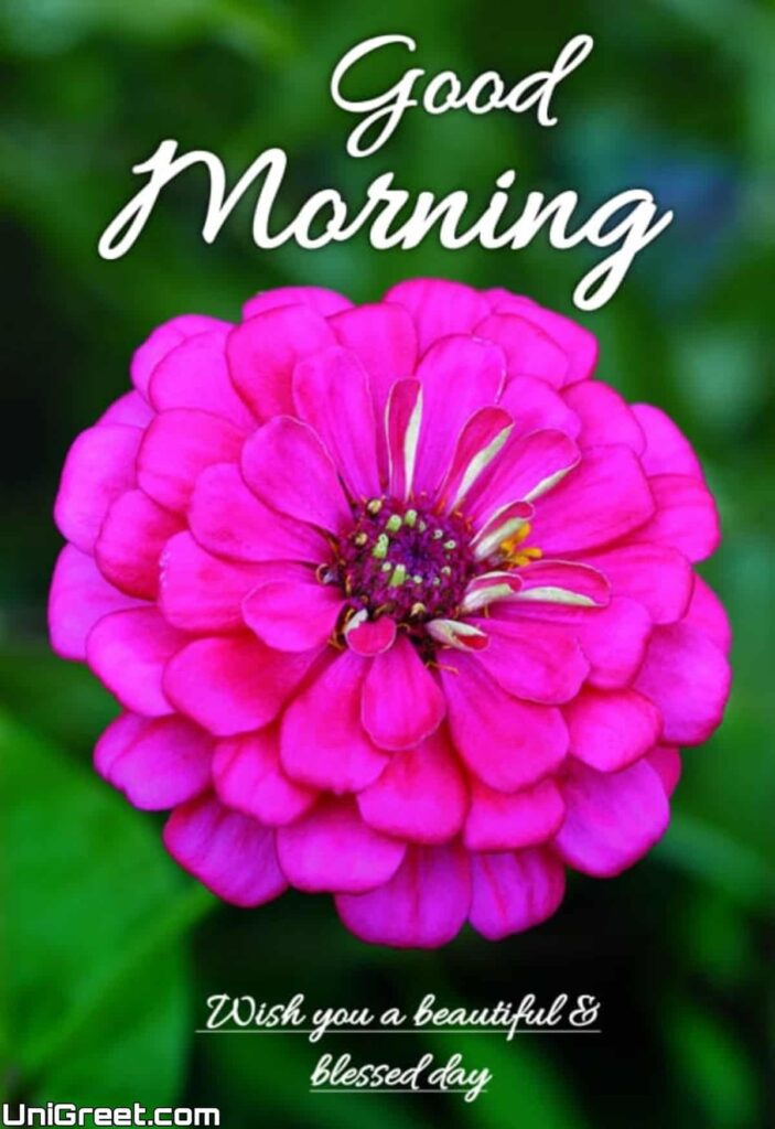 400 Good Morning Images  HD Pictures  Morning Wishes