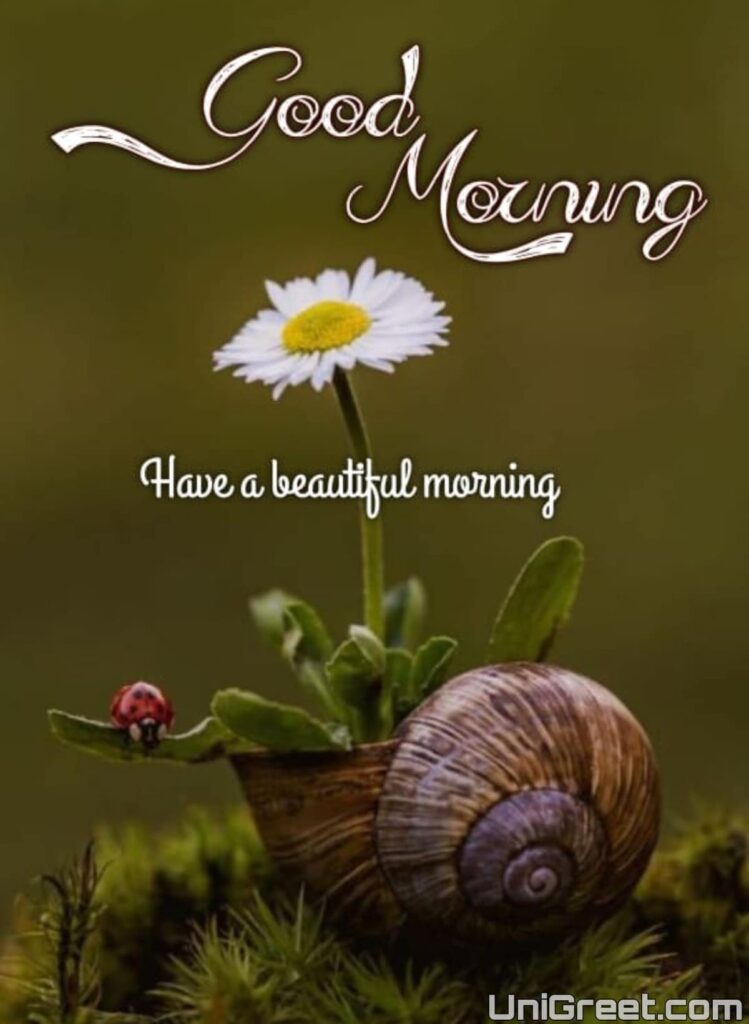 flowers for morning greetings flowers for morning greetings