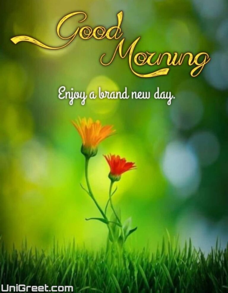 50 Beautiful Good Morning Flowers Images, HD Pics For Whatsapp