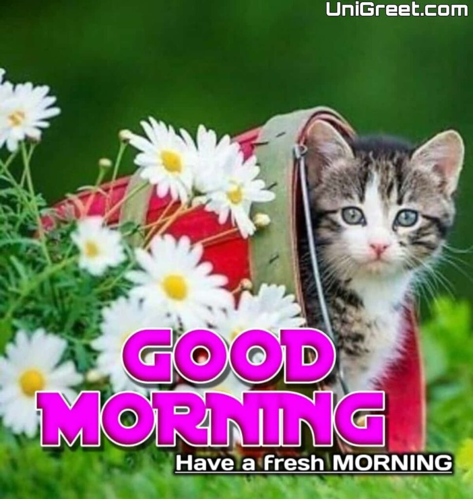 good morning flowers with cat