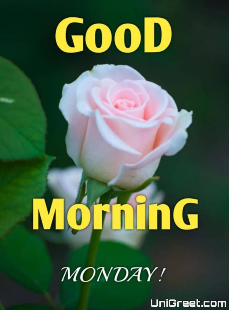 good morning happy monday roses good morning happy monday roses