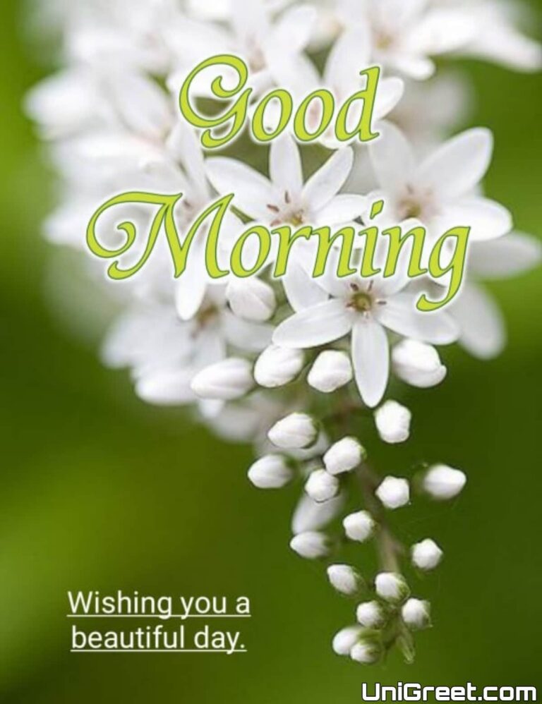 50 Beautiful Good Morning Flowers Images, HD Pics For Whatsapp