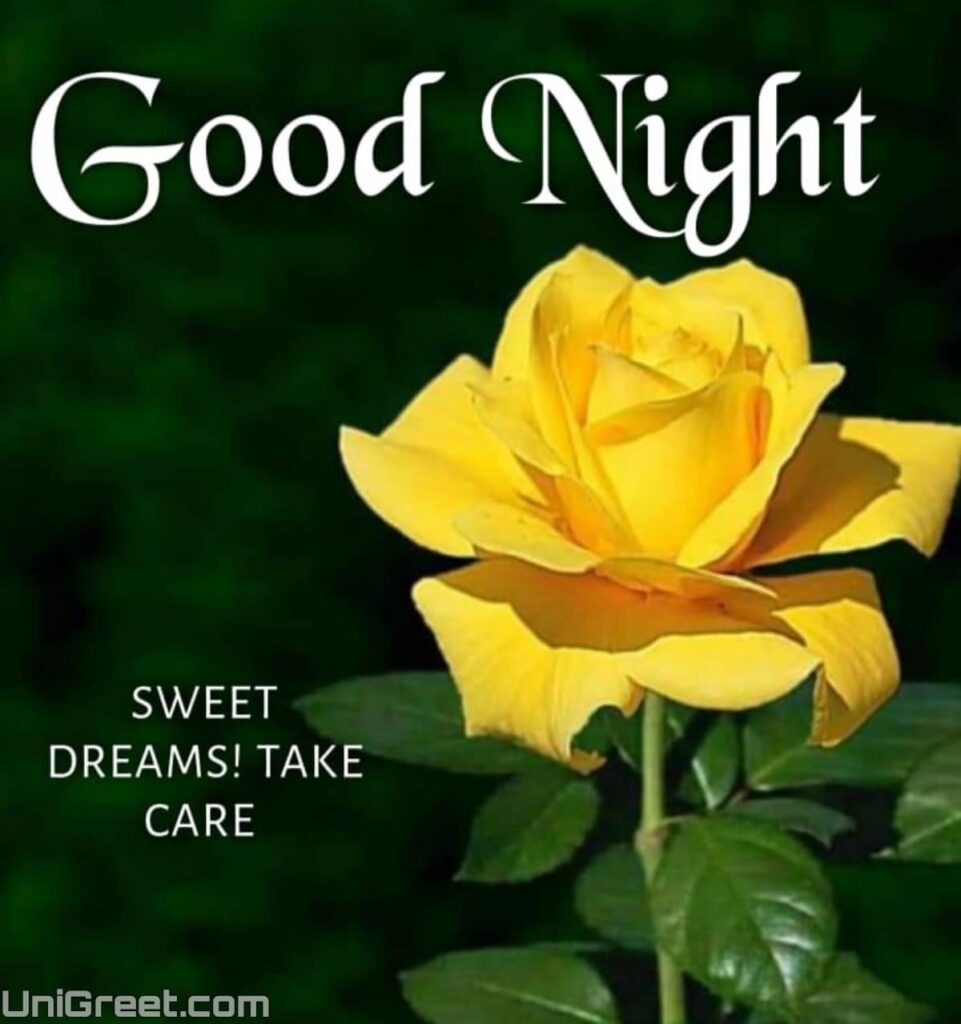 good night rose yellow