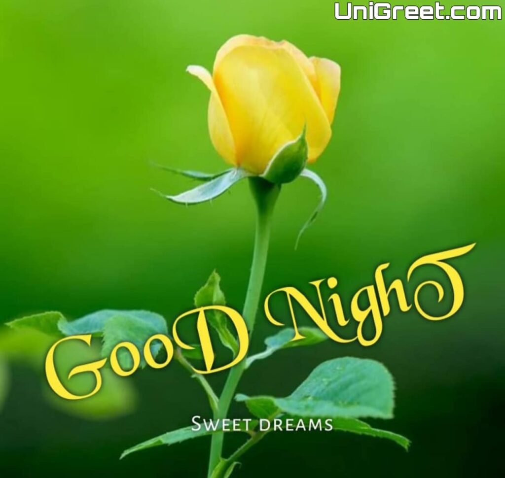 good night yellow rose