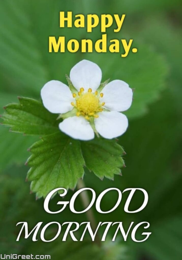 happy monday good morning flowers image