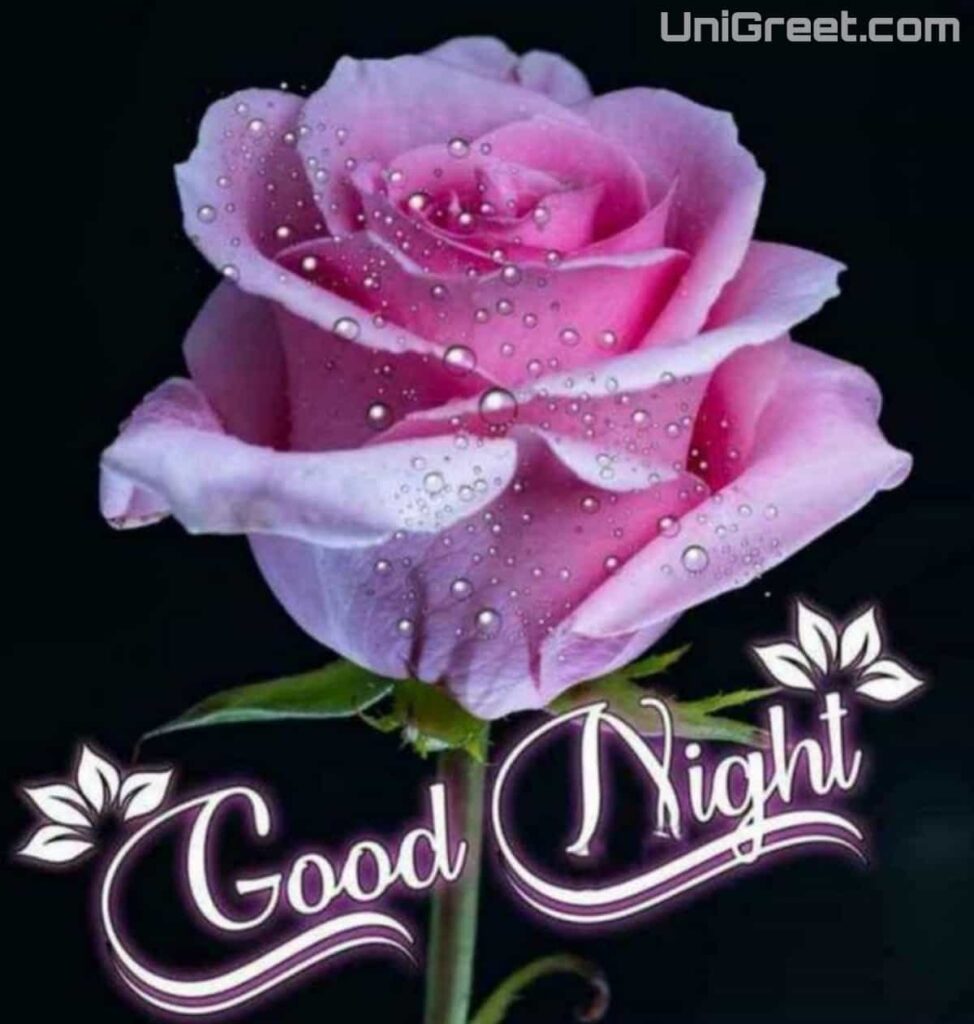 Good Night Pink Rose Image