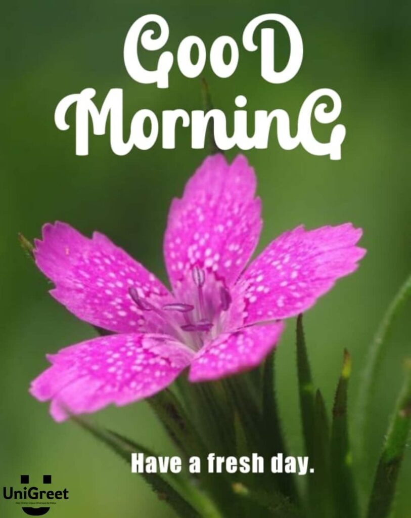 150 New Good Morning Images: Free Pictures, Photos, HD Wallpaper Download