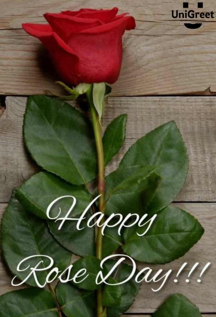 happy rose day red rose