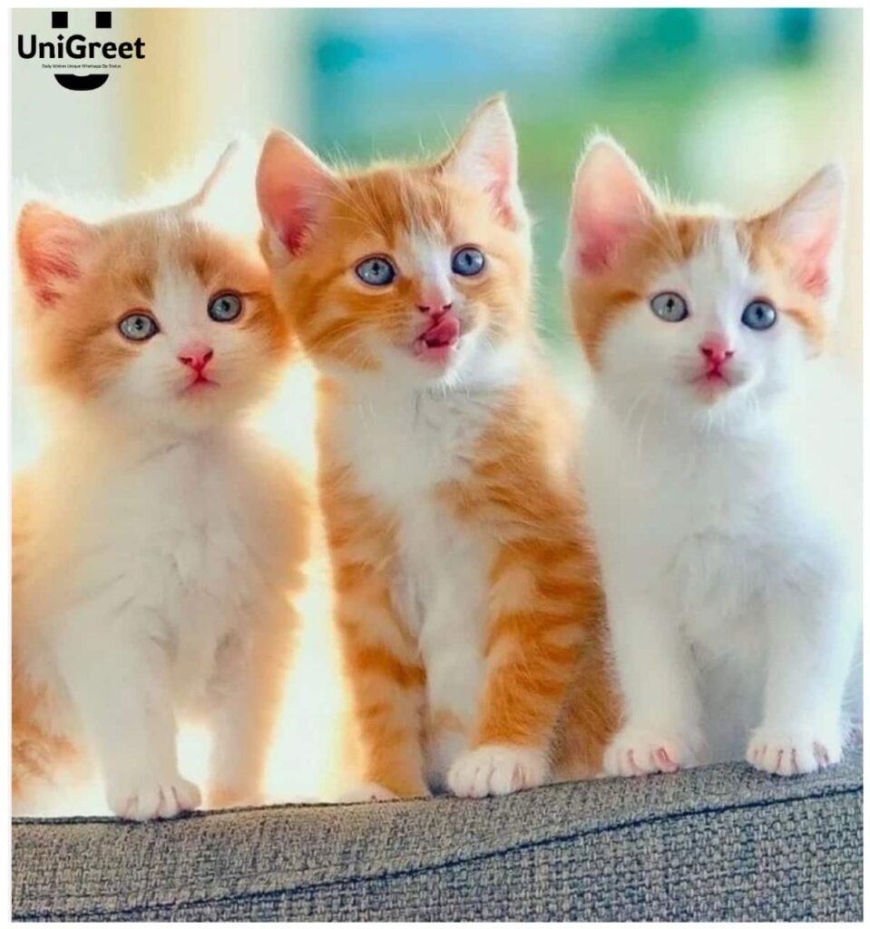 3 cats photo