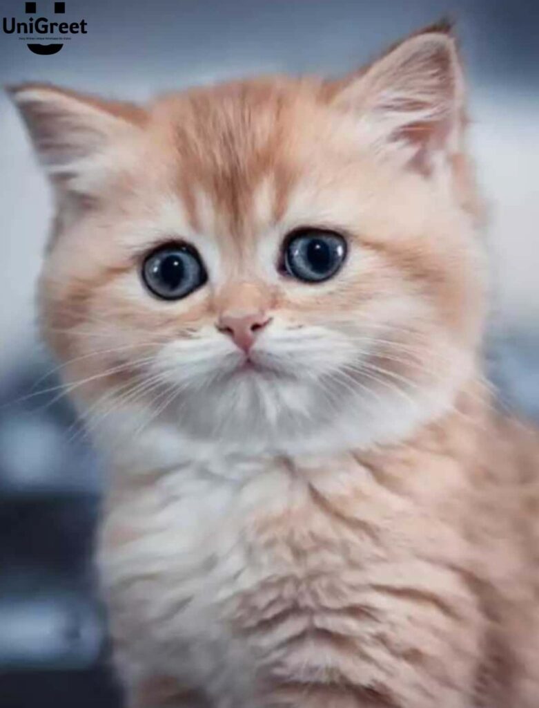 Cute cat images download